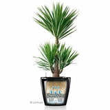 Plant pot Lechuza 40 x 40 x 76 cm-2