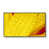 Monitor NEC 60006085 50" 4K Ultra HD-0