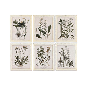 Painting Home ESPRIT Shabby Chic Botanical plants 40 x 1,5 x 50 cm (6 Units)-0