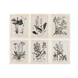 Painting Home ESPRIT Shabby Chic Botanical plants 40 x 1,5 x 50 cm (6 Units)-0