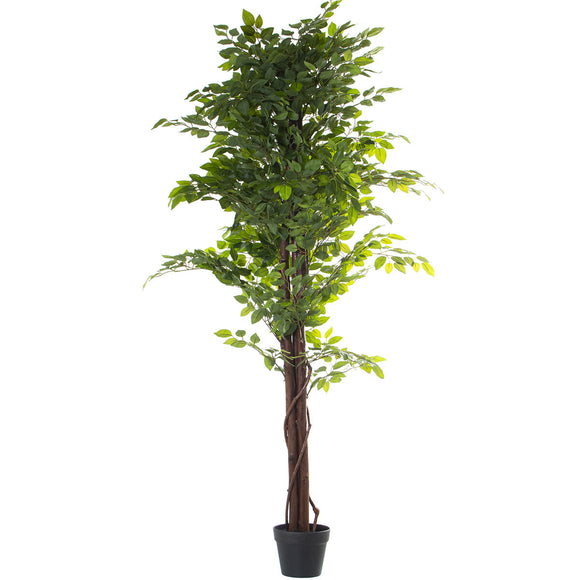 Decorative Plant Alexandra House Living Plastic Fig Tree 16 x 16 x 162 cm-0