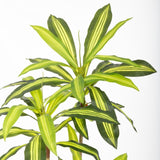 Decorative Plant Polyurethane Cement 180 cm-3