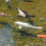 Swimming pool water clarifier Ubbink AlgClear 2500-3