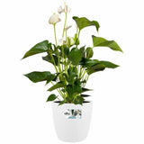 Set of pots Elho White Plastic Circular 2 Pieces-8